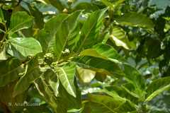 Morinda citrifolia